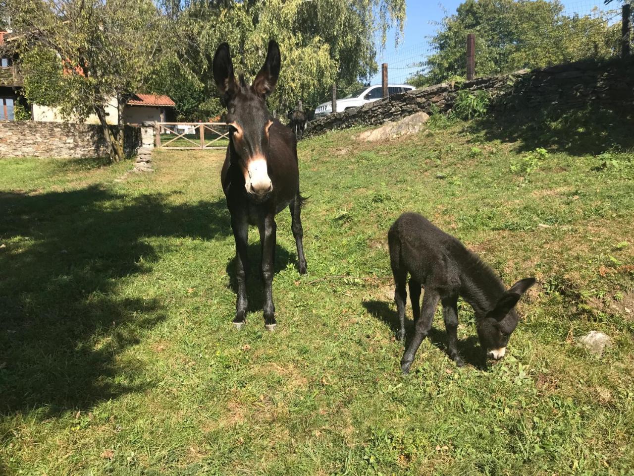Apartamento Il Ciliegio Selvatico Verbania Exterior foto
